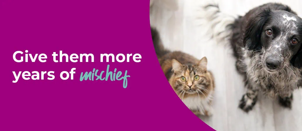 Senior Pets at Chess Vets