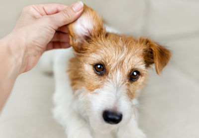 Safe Pet Ear Care: Follow Your Vet's Advice Before Cleaning Your Pet's Ears