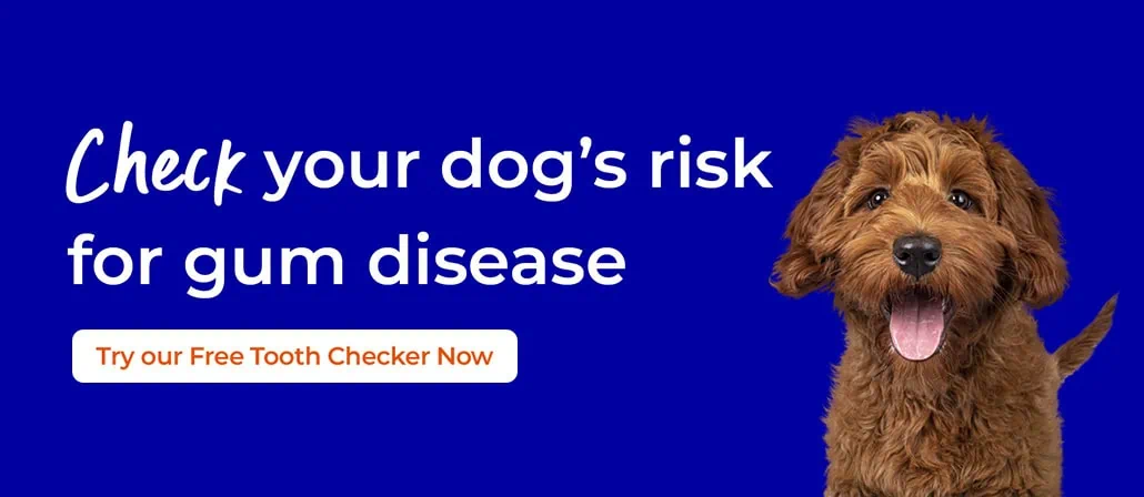 Rabbit Oral Health Care