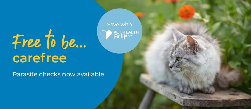 Tick, flea, and worm prevention for cats