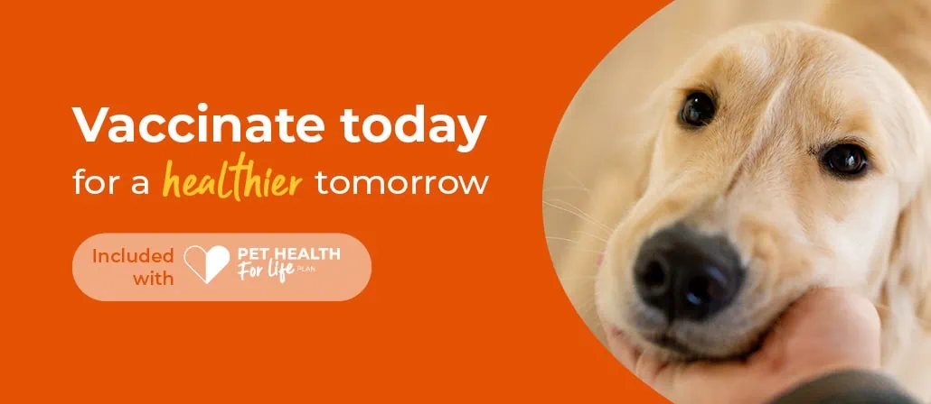 Rabbit Vaccinations in Rickmansworth and Chorelywood