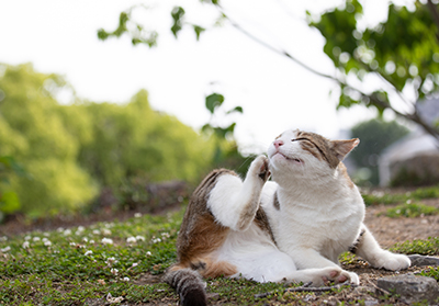 Allergies in Cats